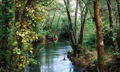 Adaptation au changement climatique de la forêt 
