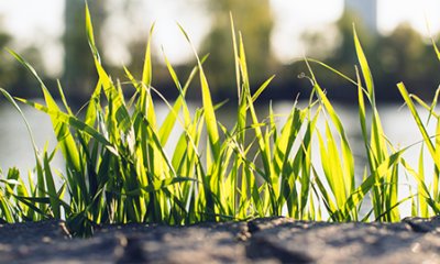 illustration Désimperméabilisation d'un chemin