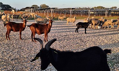 Installation d'une centrale photovoltaïque au sol sur une ancienne friche agricole communale