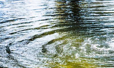 Un jardin de pluie pour limiter le ruissellement urbain