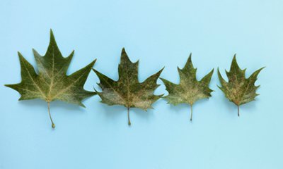 illustration Reconstruction d'une école dans le respect des arbres existants pour le confort global des élèves